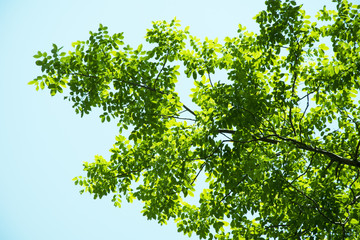 Fototapeta na wymiar Under big green tree. tree for background