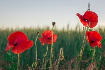 Sunset poppy