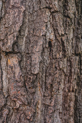Bark