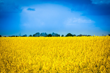 Obraz premium Leuchtend gelbes Rapsfeld mit dramatischem Himmel - Rape field
