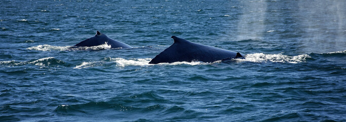 Fototapeta premium Humpback Whale Family is swinging along the coastline in Western Australia