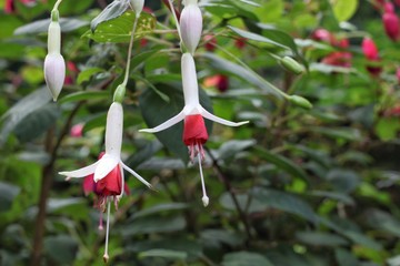 white flower