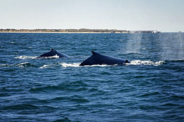 Fototapeta premium Humpback Whale Family is swinging along the coastline in Western Australia