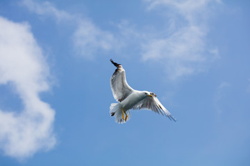 Seagull in flight