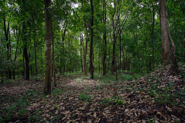 Tropical Mountain Forest in the Doi Phuka, Nan Province, Thailand