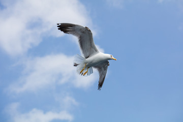 Seagull in flight