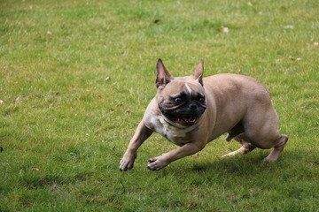 französische bulldogge hat spaß im garten