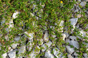 Rocks and grass nature and pattern