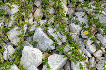 Rocks and grass nature and pattern