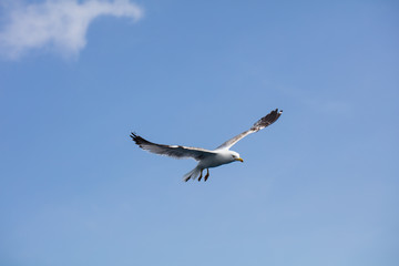 Seagull in flight