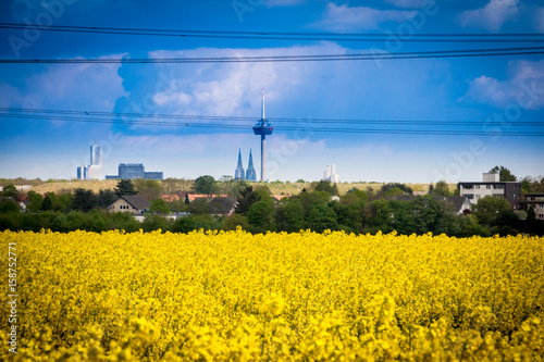 "Leuchtend gelbes Rapsfeld mit Häusern und Stadt im Hintergrund - Rape