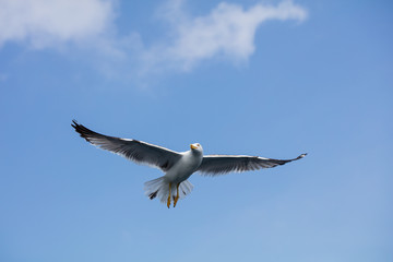 Seagull in flight