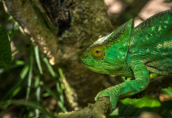 Green chameleon of Madagascar