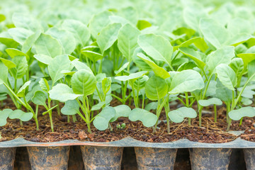 Young baby of Chinese kale, organic vegetables farm.