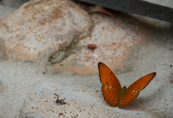 Closeup orange butterfly
