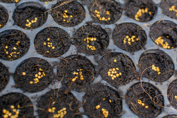 Seed growing  in a tray plant a tree