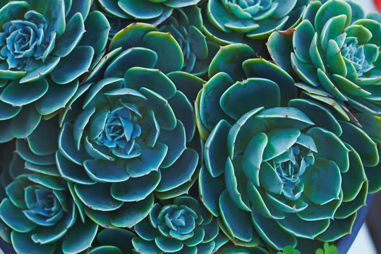 Sempervivum or houseleeks background pattern beautiful color fresh © Ekaterina