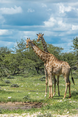 Naklejka na ściany i meble Giraffes in Etosha national park, Namibia