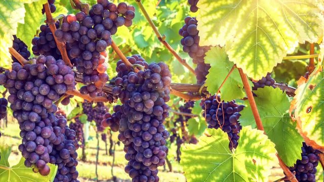 Organic grape on vine branches. Agriculture background