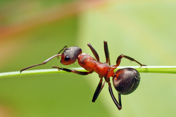Ant on grass