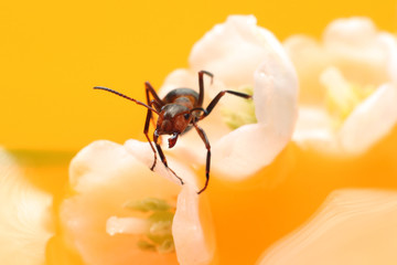 Ant on flowers