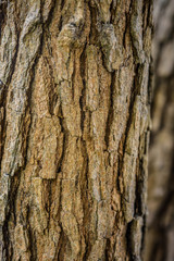 Tree bark texture background.