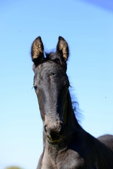 little big one, cute black foal looking at you