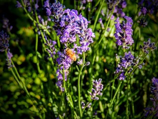 Honey bee feeding on lavender nectar and pollen in Cottage Garden Utah