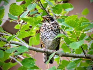 Just fledged bird on it's first flight out of the nest. Erithacus rubecula, Robin