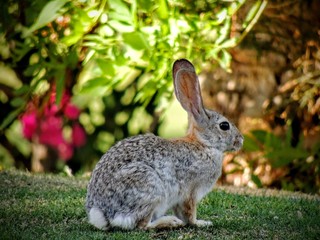 Wild jackrabbit sitting on green grass in spring