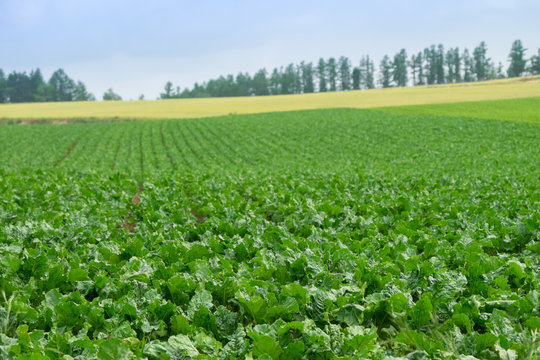 Farmland in Hokkaido. Potato farm are all around with many other crops grow in the hill and valley. Farmers are growing potatoes and waiting to harvest. Young potato plant looks very fresh. 