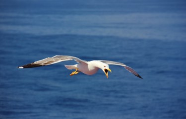 Fototapeta na wymiar Seagull flying with open beak, Tyrrhenian sea, Italy