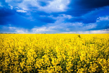 Obraz premium Leuchtend gelbes Rapsfeld mit dramatischem Himmel - Rape field