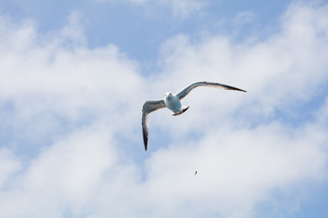 Seagull in flight