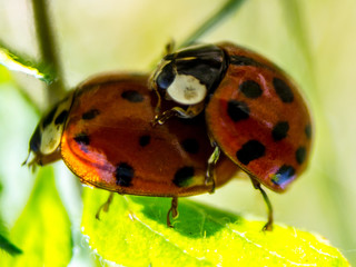 Two ladybirds on a leaf