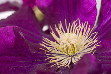 Obraz premium Blüte einer Waldrebe, Clematis
