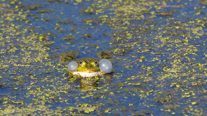 Frogs in the pond