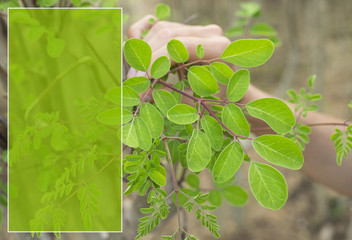 Moringa plants - Moringa oleifera