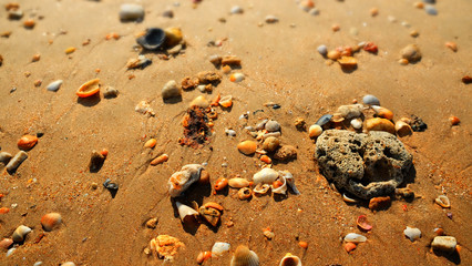 shellfish,clam and bivalve on sand beach background., Thailand.