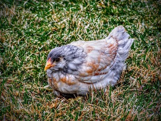 Close up of Young chicken in a grass