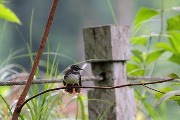Pied Fantail (Rhipidura javanica) in Borneo, Malaysia - ムナオビオウギビタキ