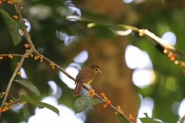 Hairy-backed Bulbul (Tricholestes criniger) in Borneo, Malaysia - エリゲヒヨドリ