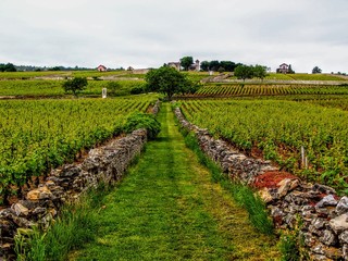 Fototapeta na wymiar A lone tree standing over vineyard through stone walled path against blue sky in France