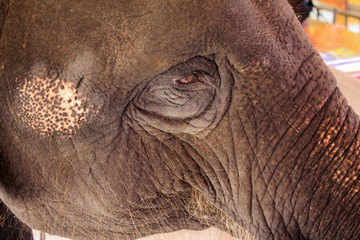Obraz premium The side of the face of an elephant