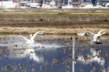 コハクチョウ 着水