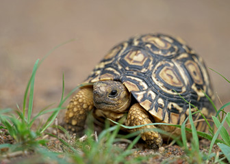 Leopard Tortoise Sprinting Through Grass in Serengeti