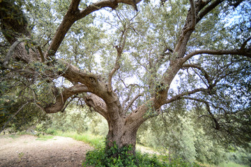 ulivo