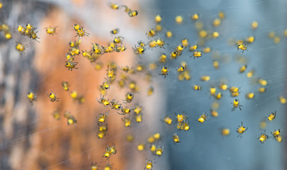 Nahaufnahme von vielen kleinen Baby Spinnen in einem Spinnennetz