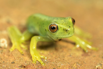 little green frog with red eyes