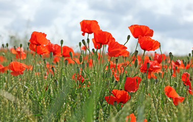 Obraz premium Coquelicots dans un champ de blé